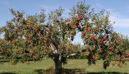 Central de Sermones - El árbol de manzanas