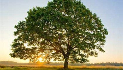 Central de Sermones - El árbol