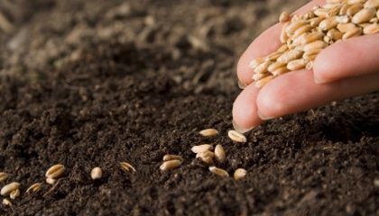 Estudios Biblicos - El futuro profético de tu semilla