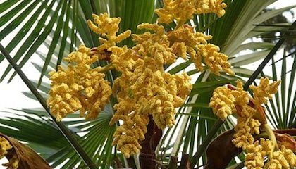 Bosquejos Biblicos - El justo florecerá como la palmera