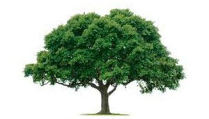 Bosquejos Bibllicos - Árbol Bueno, Árbol Malo