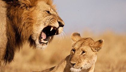 Bosquejos Biblicos - Cerrándole la boca a los leones