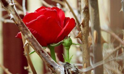 Predicas Cristianas - Una rosa en medio de espinas