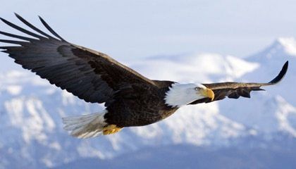 A vuelo de Aguila