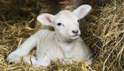 Devocionales Cristianos... El cordero de la pascua