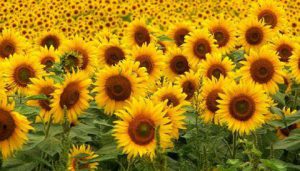 Devocionales Diarios... El girasol y la cisaña