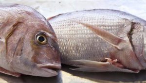 Devocionales Cristianos... Como pescado en tarima