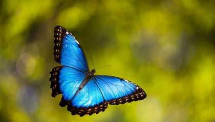 Estudios Biblicos.. De Oruga a Mariposa