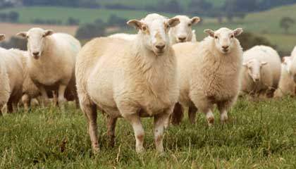 Predicas Cristianas... Como ovejas sin pastor