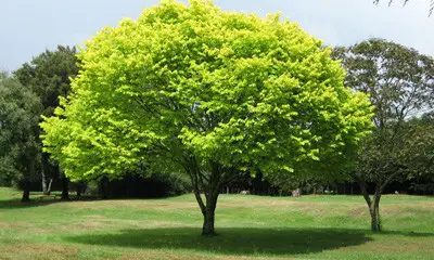 Bosquejos Biblicos.. ¿Bajo que árbol estas?