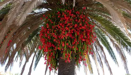 Predicas Cristianas.. El justo florecerá como la palmera