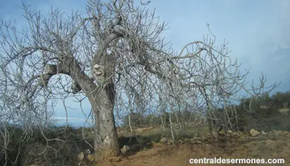 Bosquejos Bíblicos.. Nuestra Esterilidad