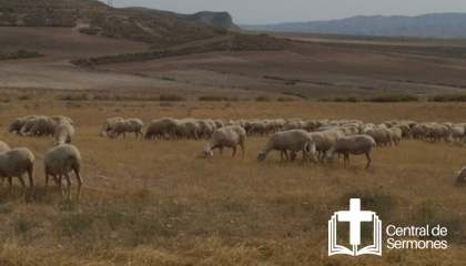 Pastoreando al que pastorea